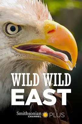 狂野东部的枪战传奇：动作大片中的情感与冲突